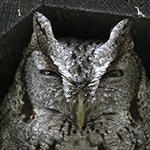 Eastern Scrrch-Owl