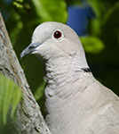 Eurassian-collored Dove