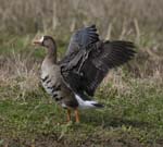 Greater White-fronted goose