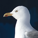 Herring Gull Photo
