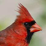 Northen Cardinal