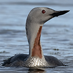  Red-throated Loon Photo