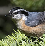 Redbreasted Nuthatch