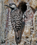 Red-cockated Woodpecker
