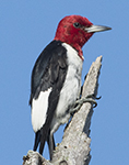 Read_headed   Woodpecker