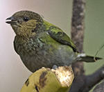 Silvery Tanager