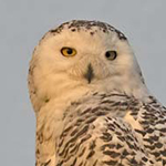Snow Owl Photo