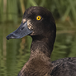Tuffed Duck Photo