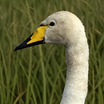  Whopper Swan Photo