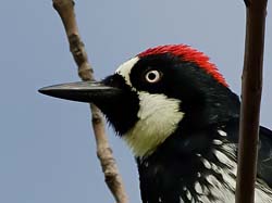 Acorn Woodpecker Photo
