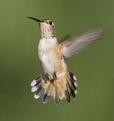 Allen's Hummingbird Photo