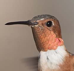 Allen's Hummingbird Photo