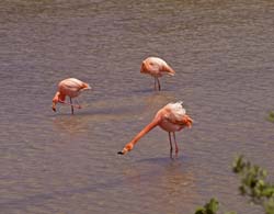 American Flamingo Photo Picture