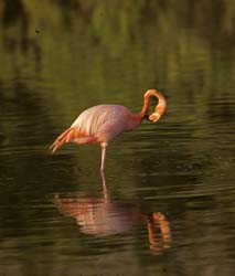 American Flamingo Photo Picture