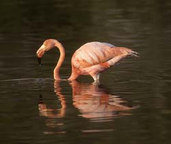 American Flamingo Photo Picture