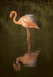 American Flamingo Photo Picture