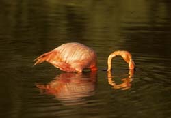 American Flamingo Photo Picture
