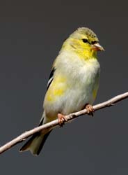 American Goldfinch Photo Picture