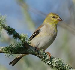 American Goldfinch Photo Picture