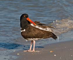 American Oystercatcher Photo Picture