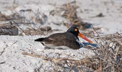American Oystercatcher Photo Picture