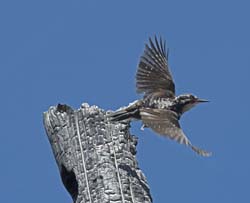 American Three-toed Woodpecker Photo