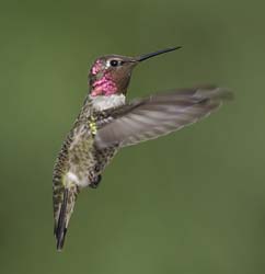 Anna's Hummingbird Photo