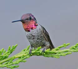Anna's Hummingbird Photo