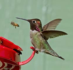 Anna Hummingbird Photo