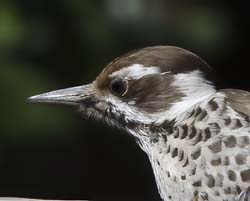 Arizona Woodpecker Photo