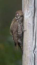 Arizona Woodpecker Photo