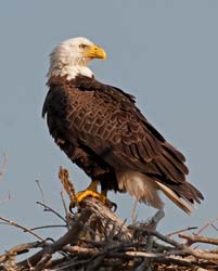 Bald Eagle Photo