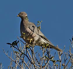 Band-tailed Pigeon Photo