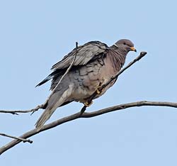 Band-tailed Pigeon Photo