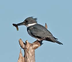Belted_Kingfisher Photo
