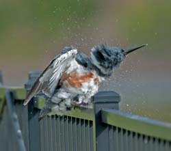 Belted_Kingfisher Photo