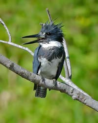 Belted Kingfisher Photo