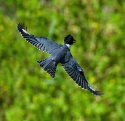 Belted Kingfisher Photo