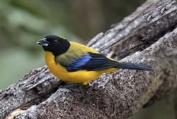 Black-chinned Mountain-TanagerBlack-chinned Mountain-Tanager