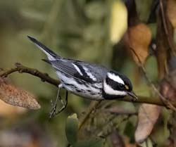 Black-throated Gray Warbler Photo
