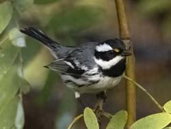 Black-throated Gray Warbler Photo