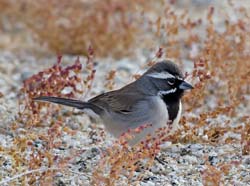Black-throated Sparrow Photo