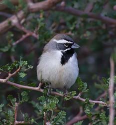 Black-throated Sparrow Photo