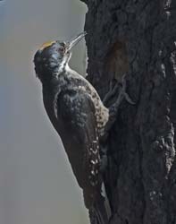 Black-backed Woodpecker Photo