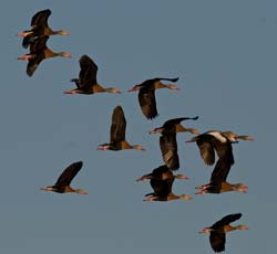 Black-bellied Whistling Duck Photo