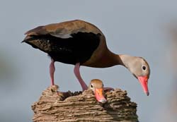 Black-bellied Whistling Duck Photo