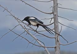 Black-billed Magpie Photo