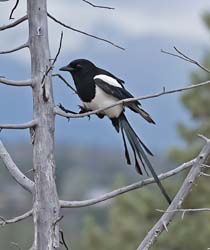 Black-billed Magpie Photo