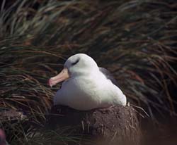 Black-browed Albatross Photo