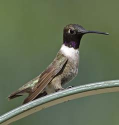 Black-chinned Hummingbird Photo